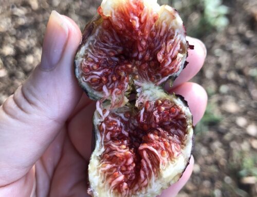 Figs & Ferragosto: Savoring the Sweetest Days of Summer in Italy