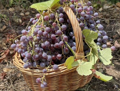 La Vendemmia: Grapes, Ancestors & Community