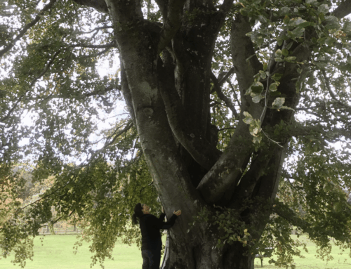 Rooted Diversity: Honoring the Land-Based Cultures That Shaped Us