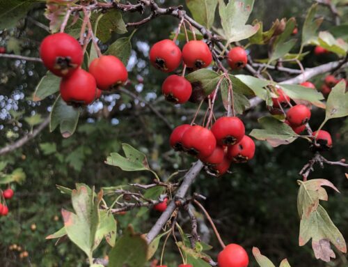 Hawthorn: Tree of Fairies, Love & Liminal Spaces (+Hawthorn Elixir Recipe)