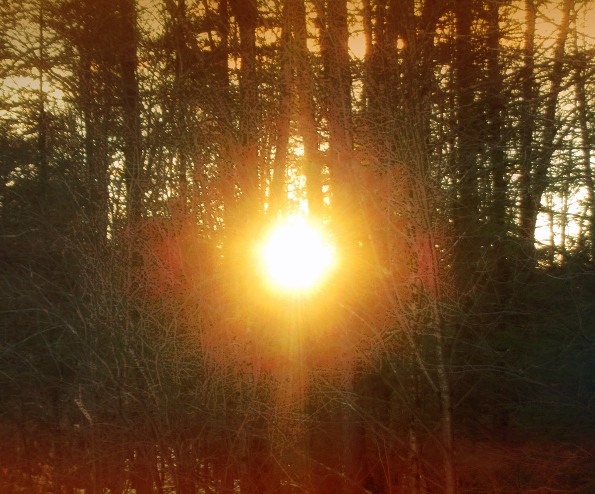 Sun showing through trees at dawn, on the Winter's Solstice