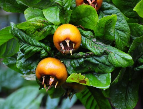 Late Autumn Old-World Fruits: Medlar & Wild Pear (part 2)