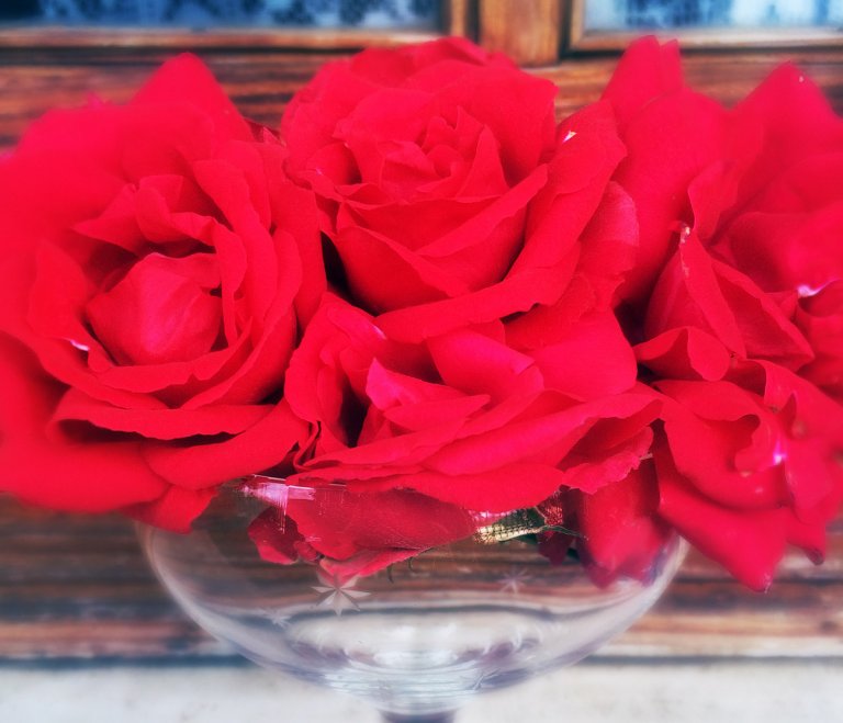 The Many Uses for Rose Petals Jenn Campus Author