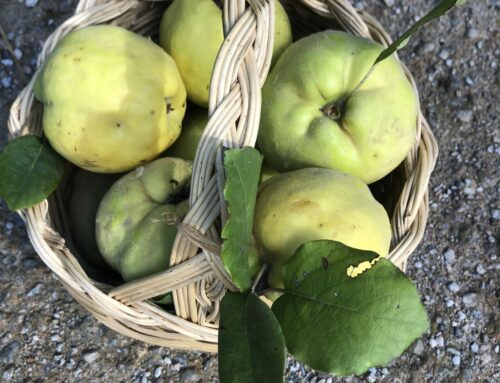 Late Autumn Old World Fruits: Quince (part 1)